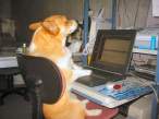 Dogs can compute.jpg