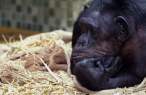 Gorilla.jpg