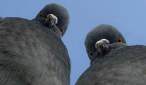 Pigeons.jpg