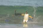 Surfing Penguin.jpg