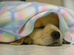 Puppy.jpg
