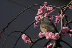 Flower.jpg