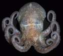 Octopussy.jpg