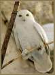 Owl.jpg