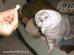 Grand-ma-Cat.jpg
