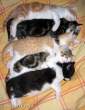 Sleeping Cats.jpg