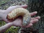 Fat worm.jpg