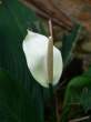 Flower.jpg