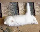Kitty.jpg