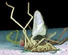 Insect massacre.jpg