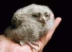 Baby bird.jpg