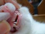 Teeth.jpg