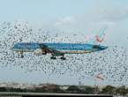 Birds.jpg