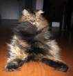 Cat.jpg