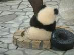 Panda.jpg