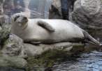 Seals.jpg
