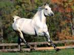 Horses.jpg