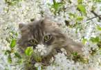 Spring kitty.jpg