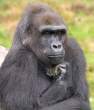 The Gorilla Thinker.jpg