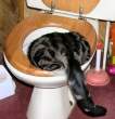 Cat with a Hangover.jpg