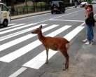 Deer Crossing.jpg