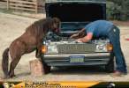 pony-helper.jpg