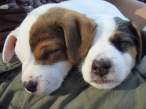 Puppies.jpg