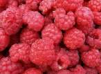 Raspberry's.jpg