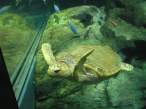 Turtle.jpg