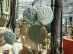 Cactus.jpg