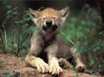 Wild kitty.jpg