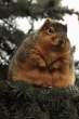 Fat squirell.jpg