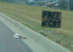 Free Cat.jpg