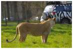 Big Zebra.jpg