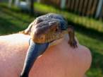 Blue Tongue.jpg
