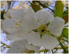Macro Sakura.jpg