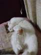 White cat.jpg