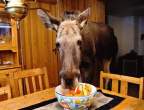Horse.jpg