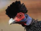 Chicken.jpg