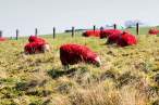 Red sheeps.jpg