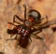 Portrait of Ant.jpg