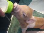 Pig.jpg