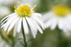 Flower.jpg