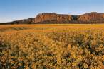 Field.jpeg