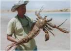 Crabs.jpg