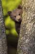 Bear.jpg