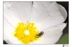Flower Cake.jpg