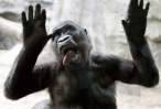 Gorilla.jpg