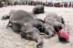 Elephants.jpg