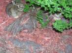 Tiny wabbit.jpg